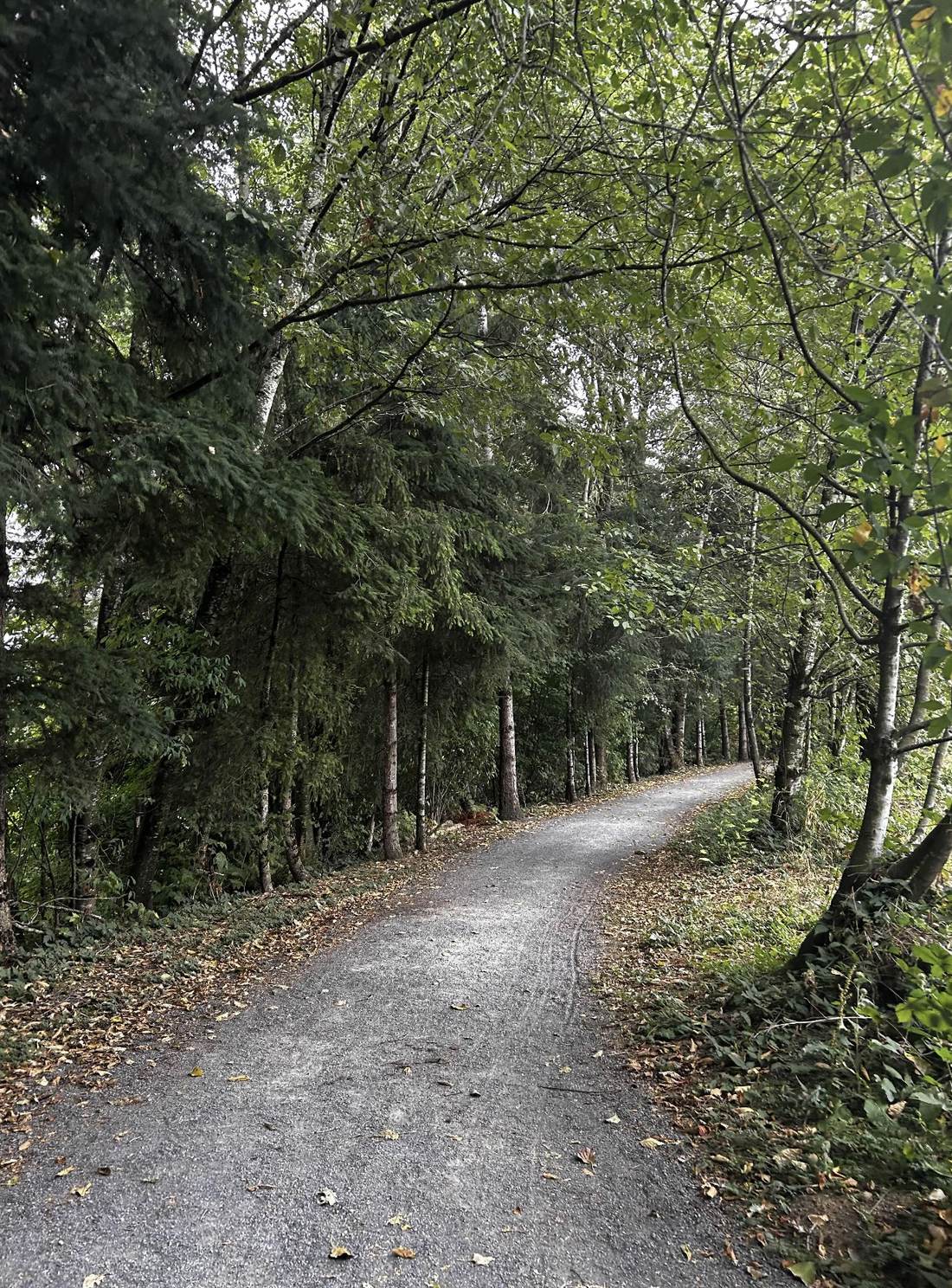 Two walkathon participants walking together down a forested gravel trail at Aldergrove Regional Park